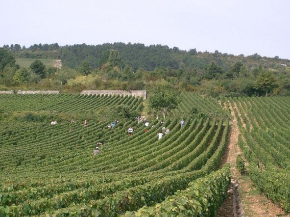 Meursault Vines, Domaine Patriarche