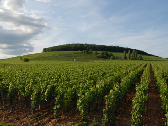 The vineyards at Domaine Francoise André