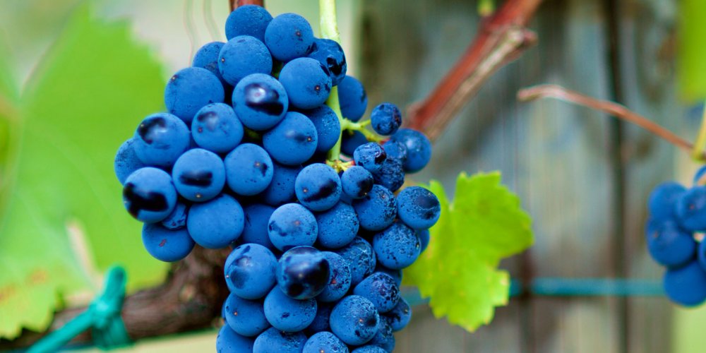 Aglianico
