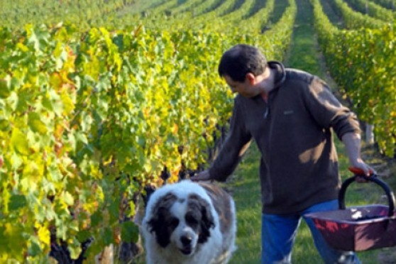 Audebert Grower