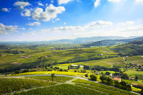 Beaujolais