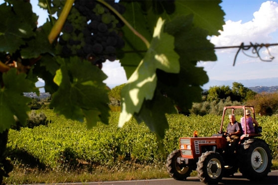 Burchino vineyards