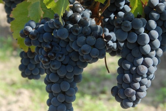 Cabernet Franc