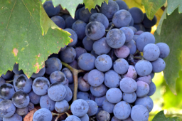 Cabernet Sauvignon