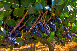 Carménère