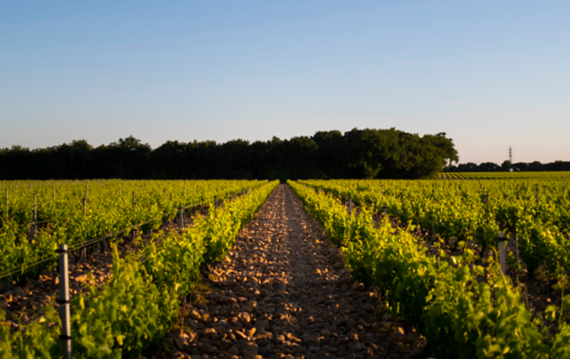 Clos De L’oratoire Des Papes