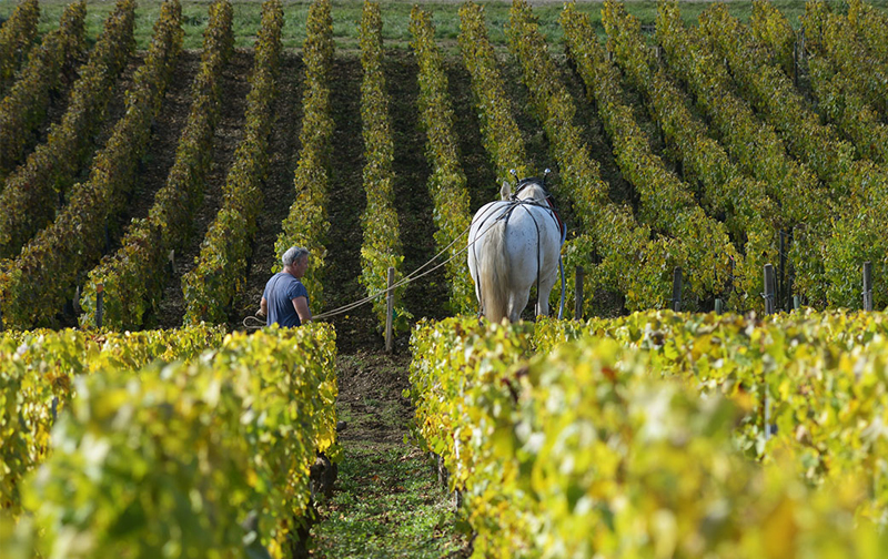 Domaine Jean Collet