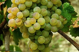 Cortese