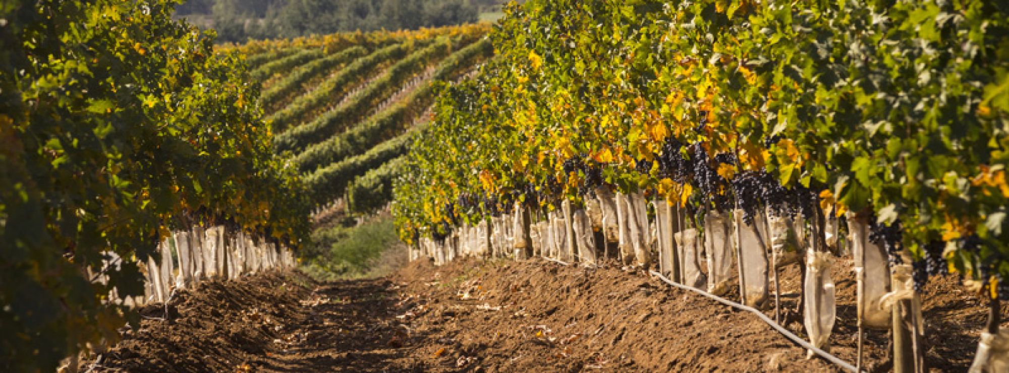 Curico Valley