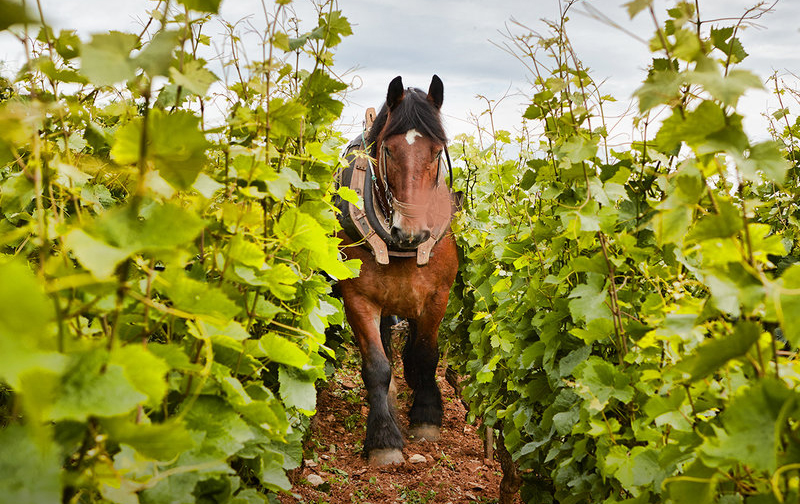 Domaine Michel Magnien