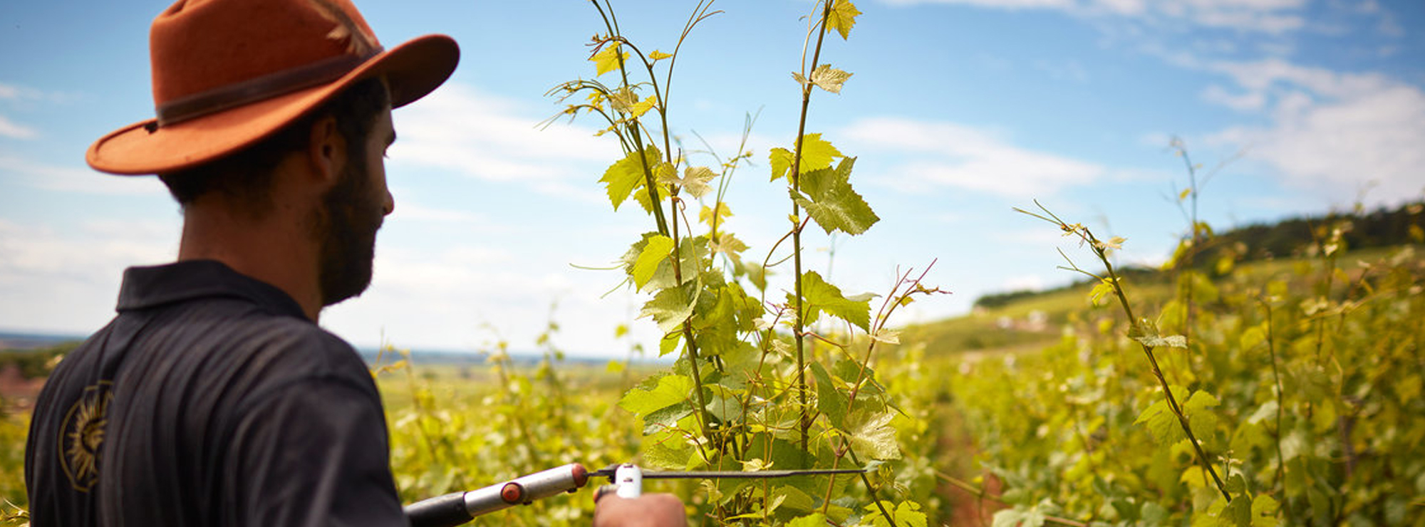 Domaine Michel Magnien_2