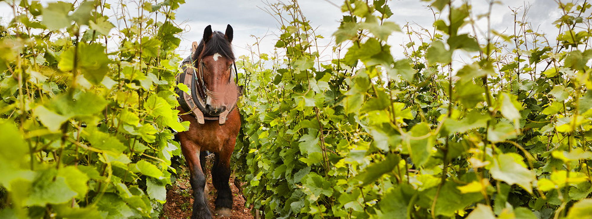 Domaine Michel Magnien_3