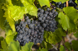 Gamay