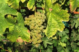 Grenache Blanc / Garnacha Blanca