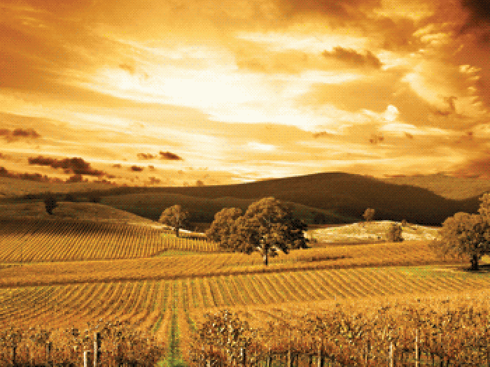 Golden Sunset over the Vineyards