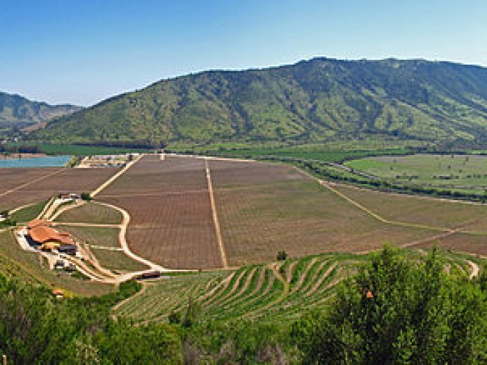 Goleta's vineyards in the Central Valley, Chile