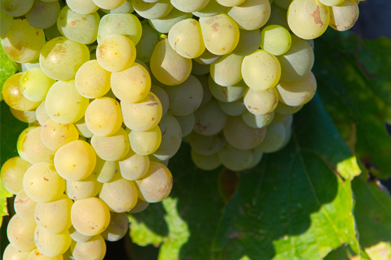 Grenache Blanc