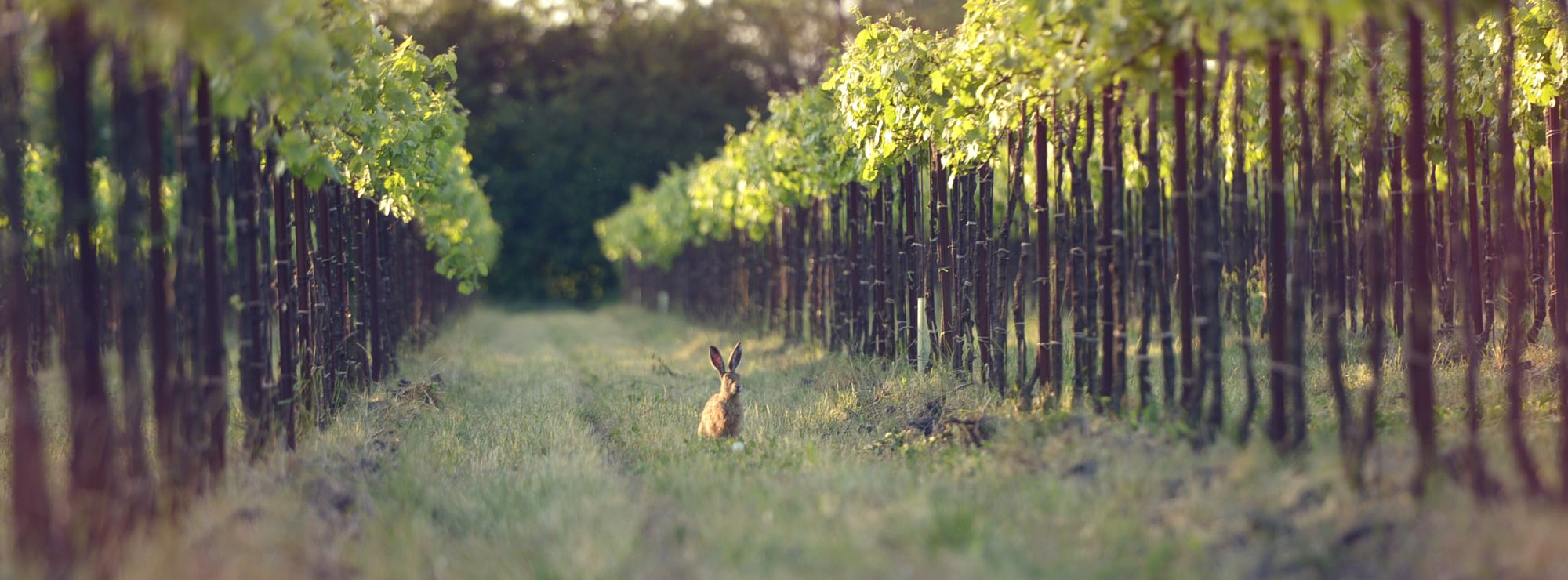 Hare in fields