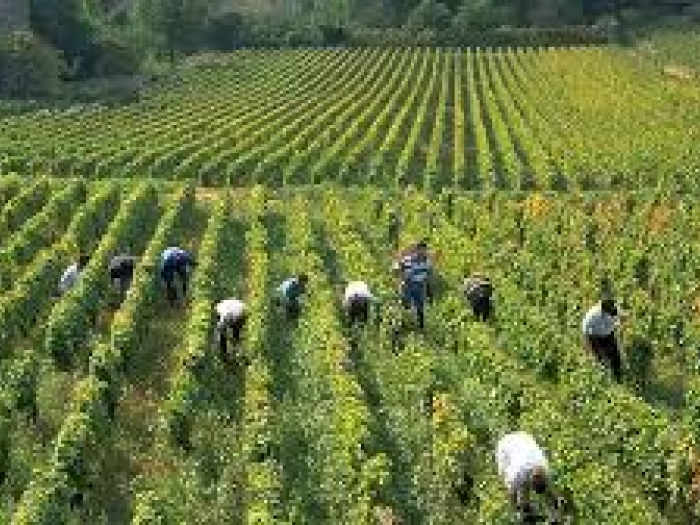 Harvest at Les Courtilles