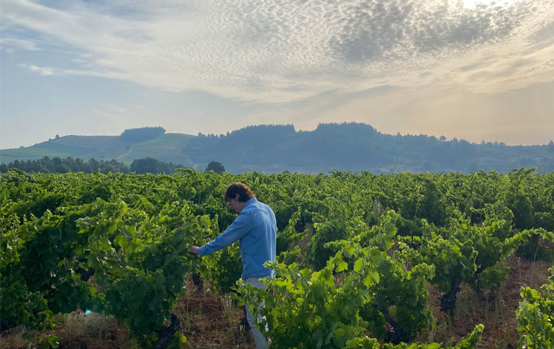 Losada Vinos de Finca