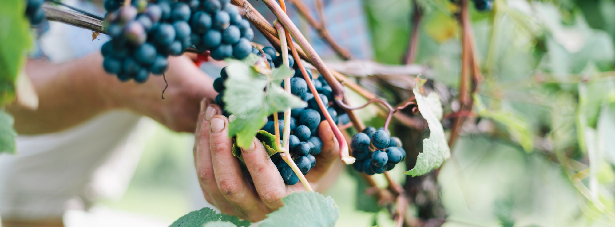 lyme bay grapes