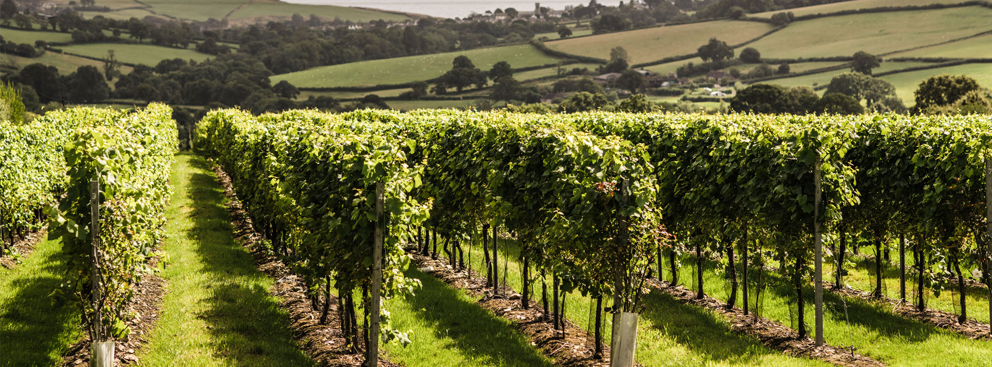 lyme bay vineyard