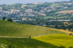 Marche