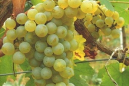 Melon de Bourgogne