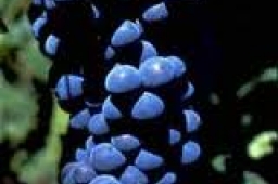 Mencia