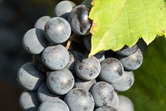 Montepulciano