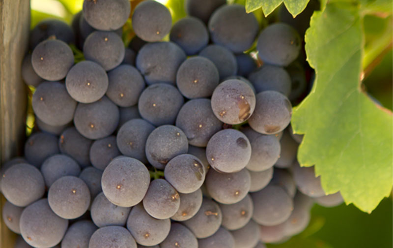 Mourvedre