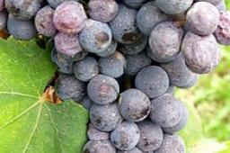 Nebbiolo