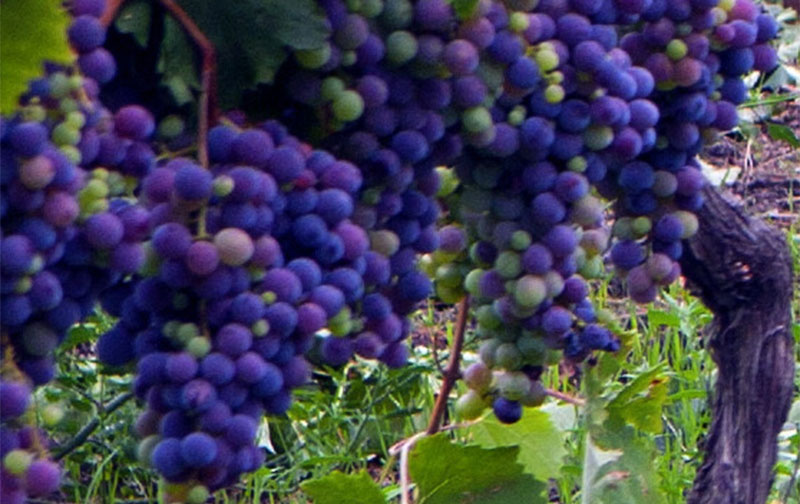 Nero D'Avola