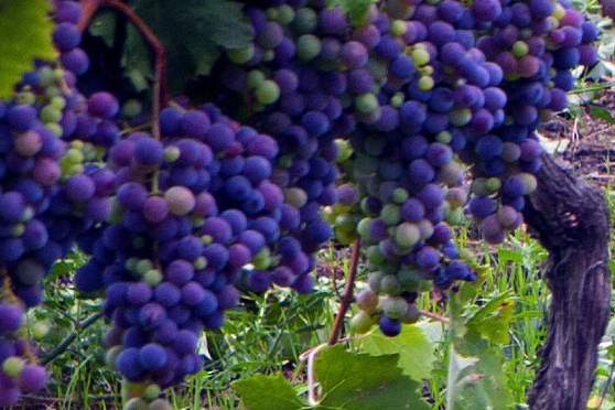 Nero D'Avola