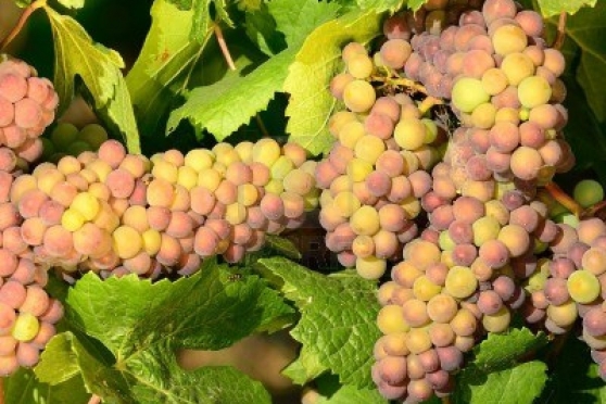 Pinot Grigio / Pinot Gris