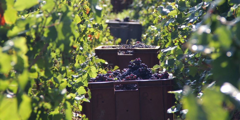 Champagne Piollot