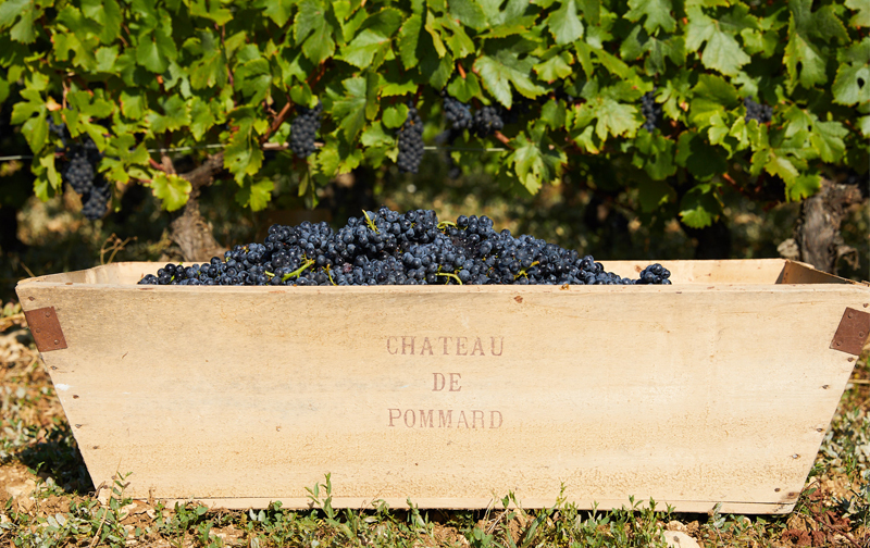 Château de Pommard - Burgundy's Return To Nature