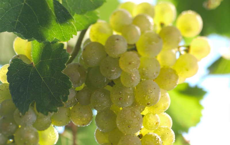 Jascots Wine Merchants - Here are five things that you need to know ...