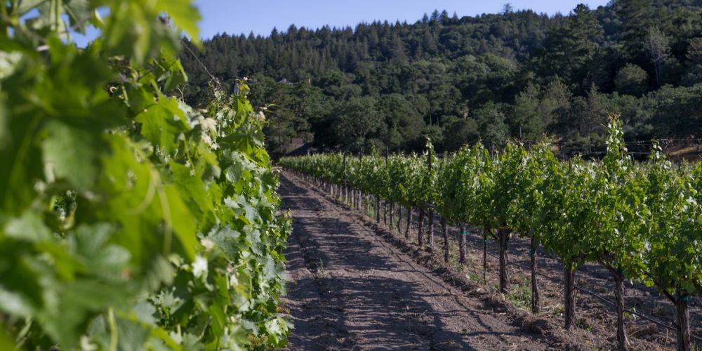 Rutherford Ranch Winery