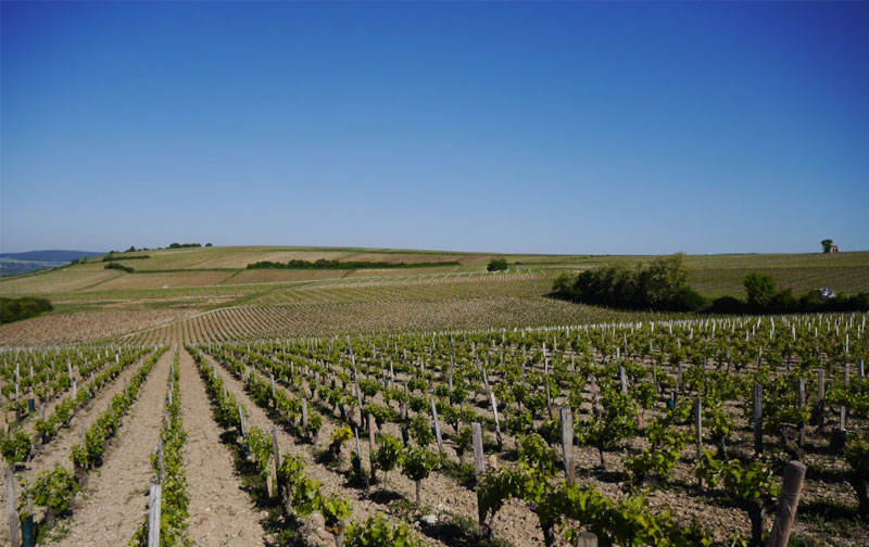 Women in wine: Meet Annick our Sancerre Producer