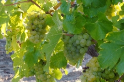 Semillon