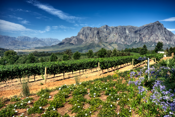 Stellenbosch