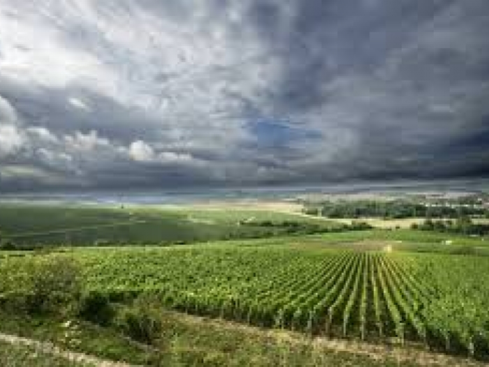 Storm Brewing at Louis Robin, Chablis