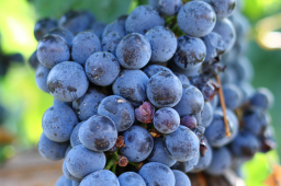 Syrah / Shiraz