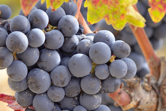 Tempranillo