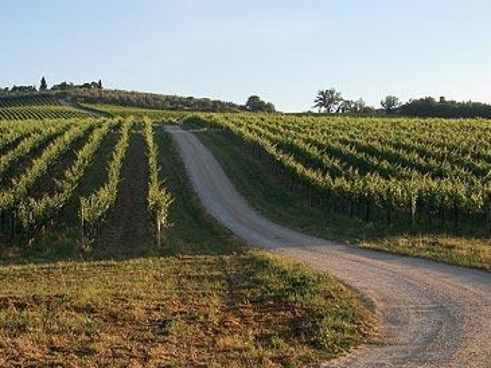 The approach to the Losi family's vineyards, Tuscany