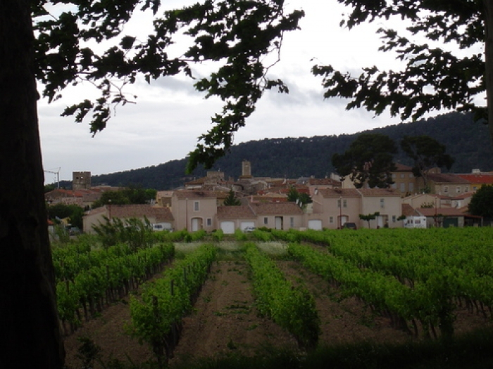 The Materey Vineyards