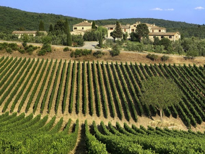 The stunning vineyards of Angelo Rocca