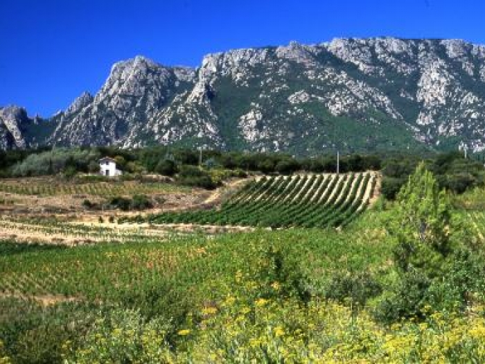 The picturesque vineyards of Maison Sabadie