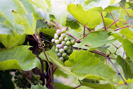 Trebbiano